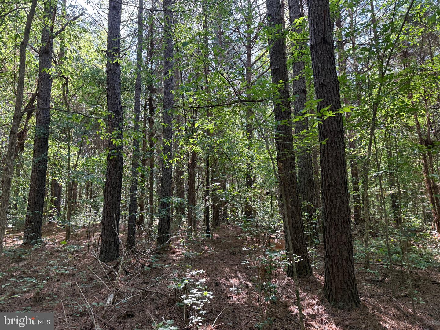 Tbd Craig Mill Rd Property Photo 17