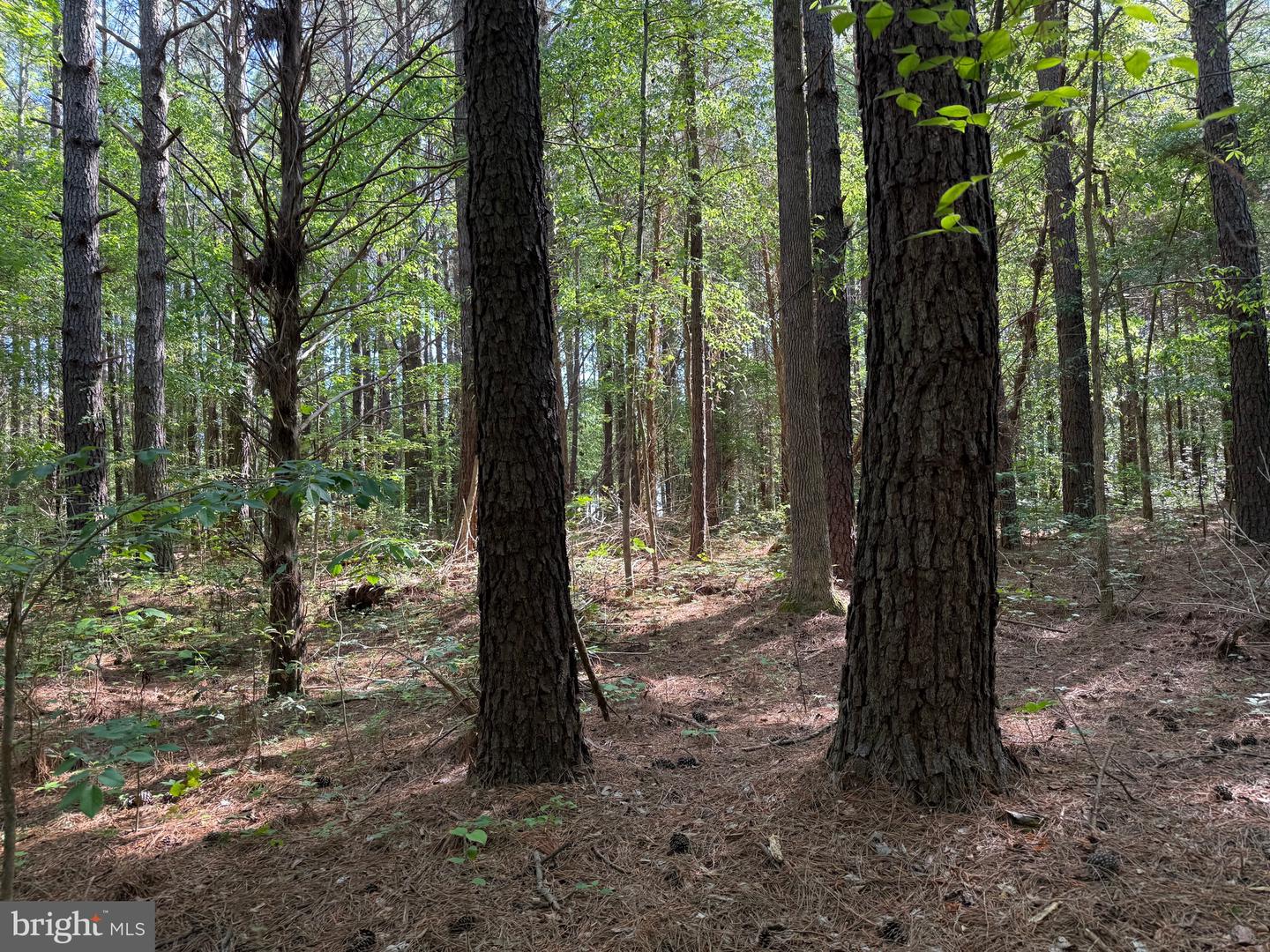 Tbd Craig Mill Rd Property Photo 18