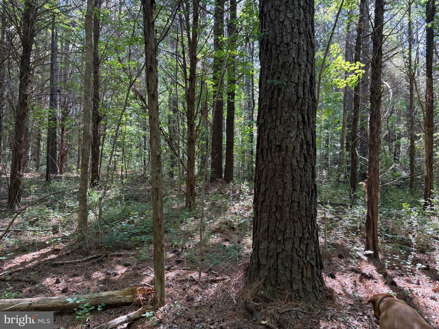 Tbd Craig Mill Rd Property Photo 20