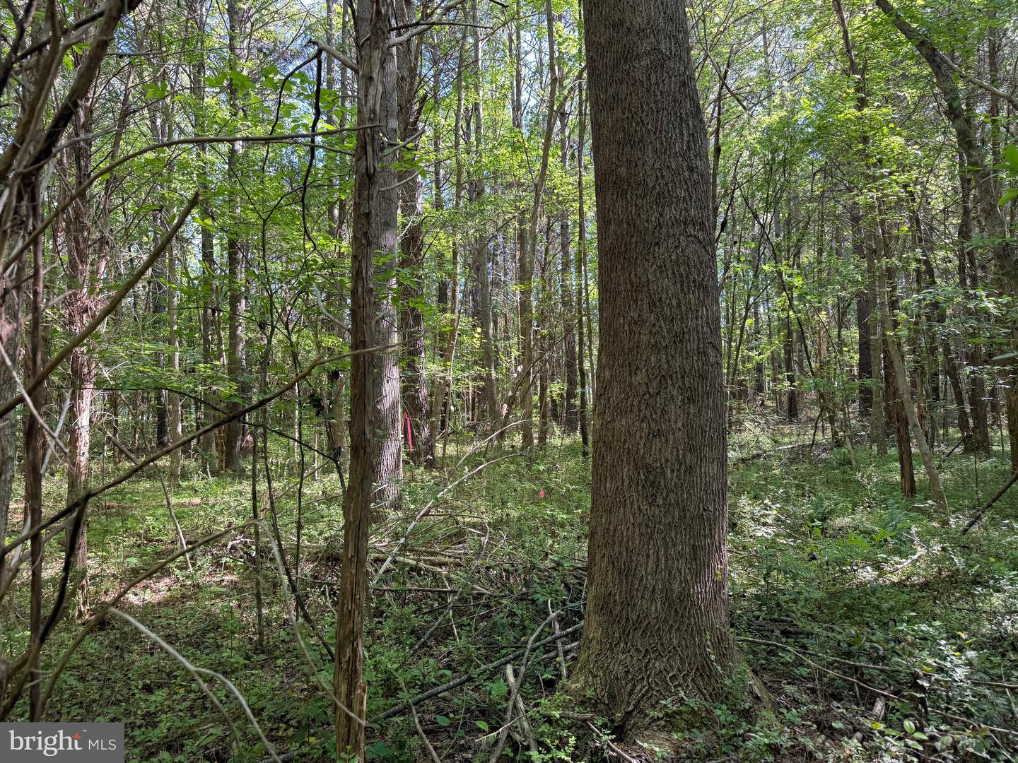 Tbd Craig Mill Rd Property Photo 21