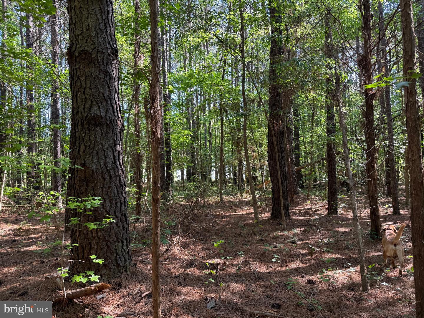 Tbd Craig Mill Rd Property Photo 23
