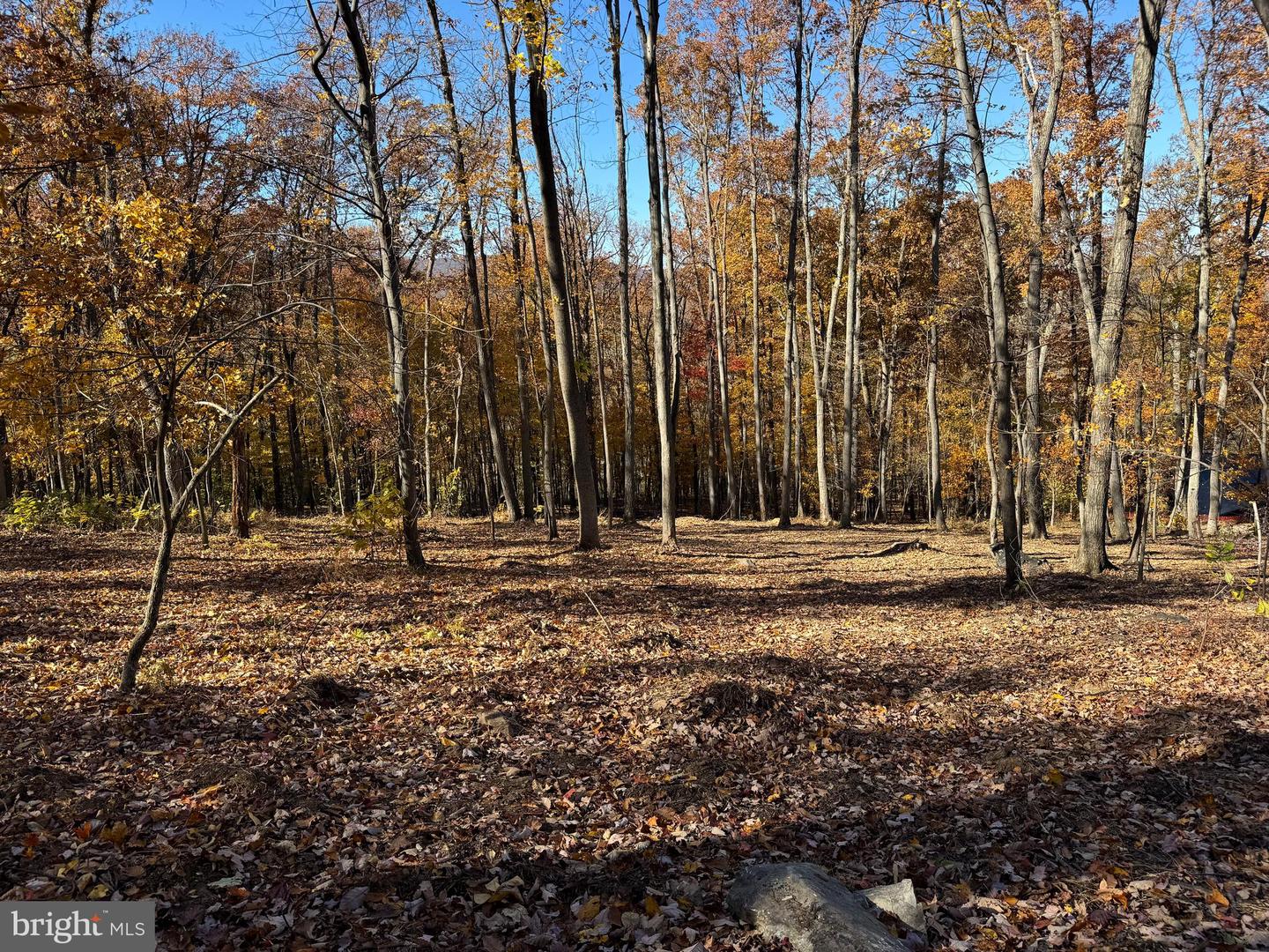 0 Digging Bear Ln Property Photo 1