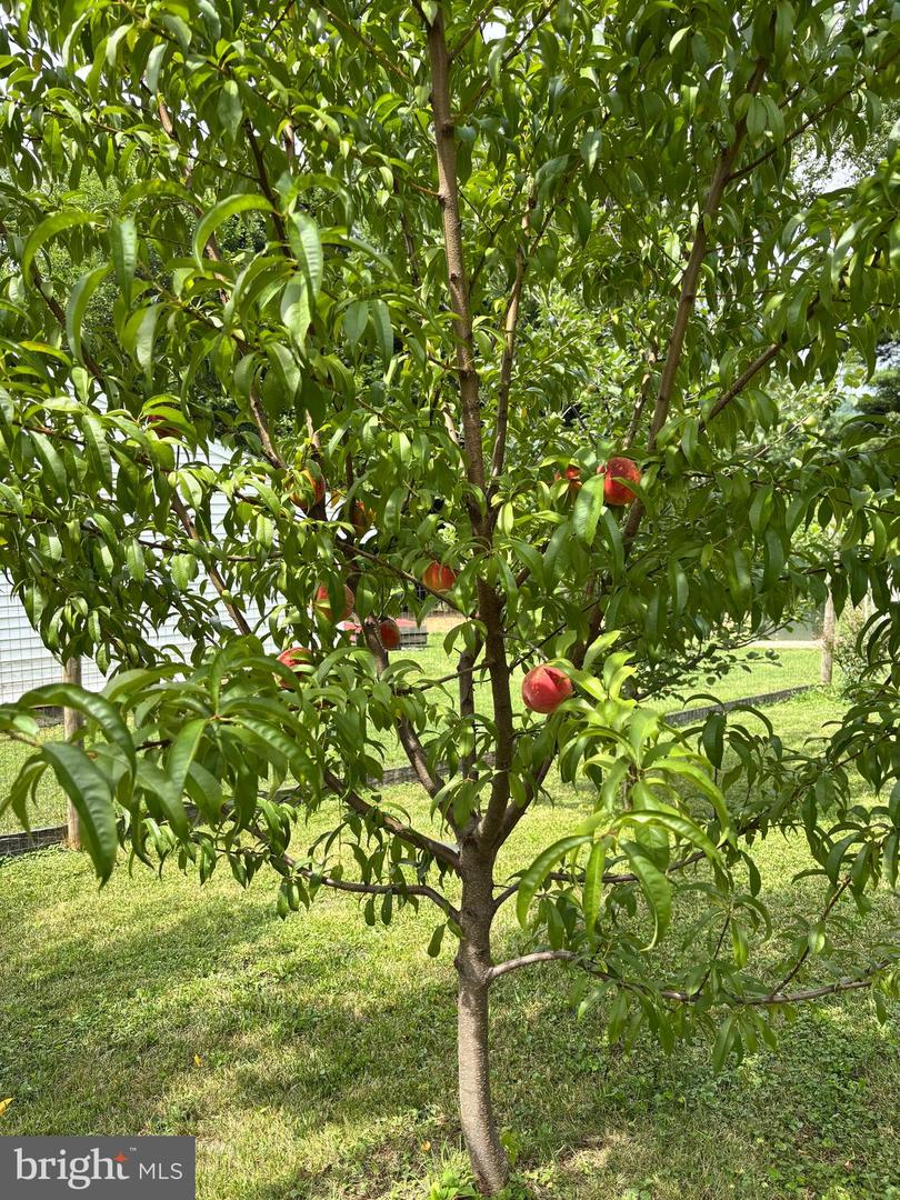 34994 Williams Gap Rd Property Photo 86