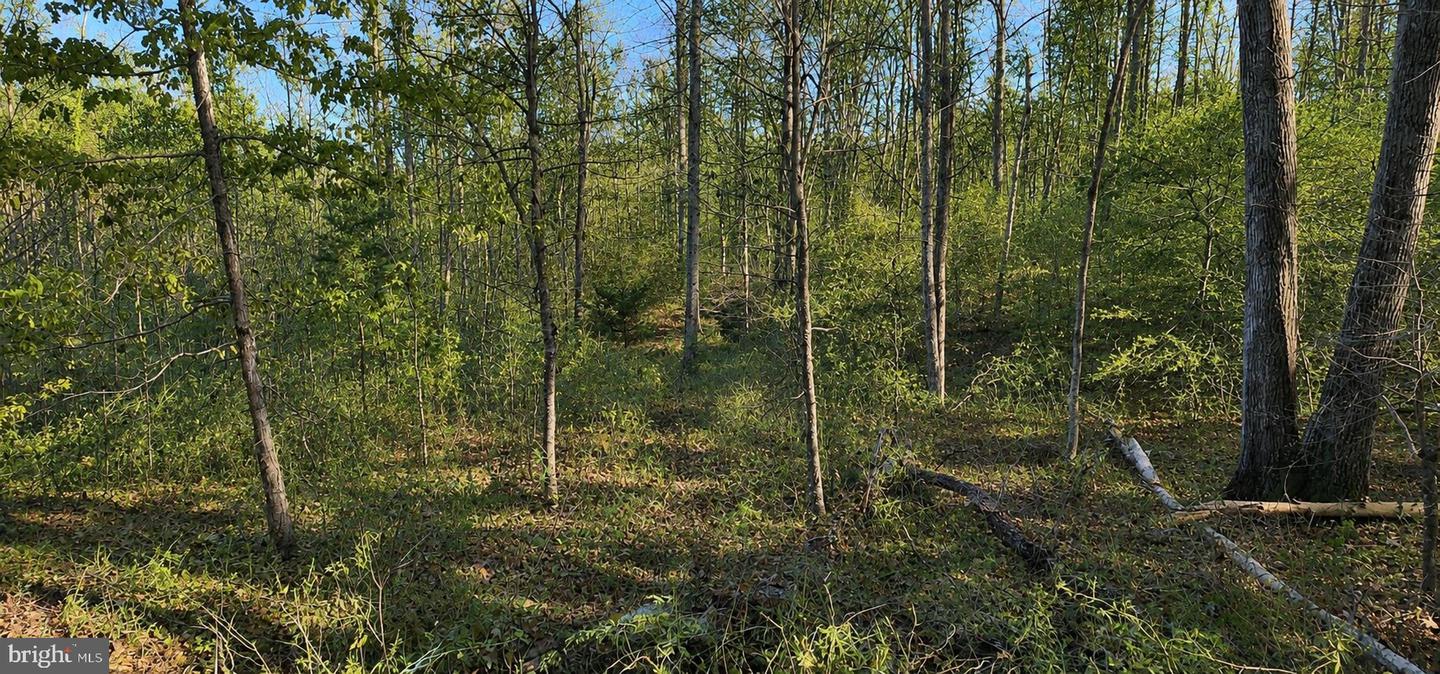 0 Buggy Ln Property Photo 3