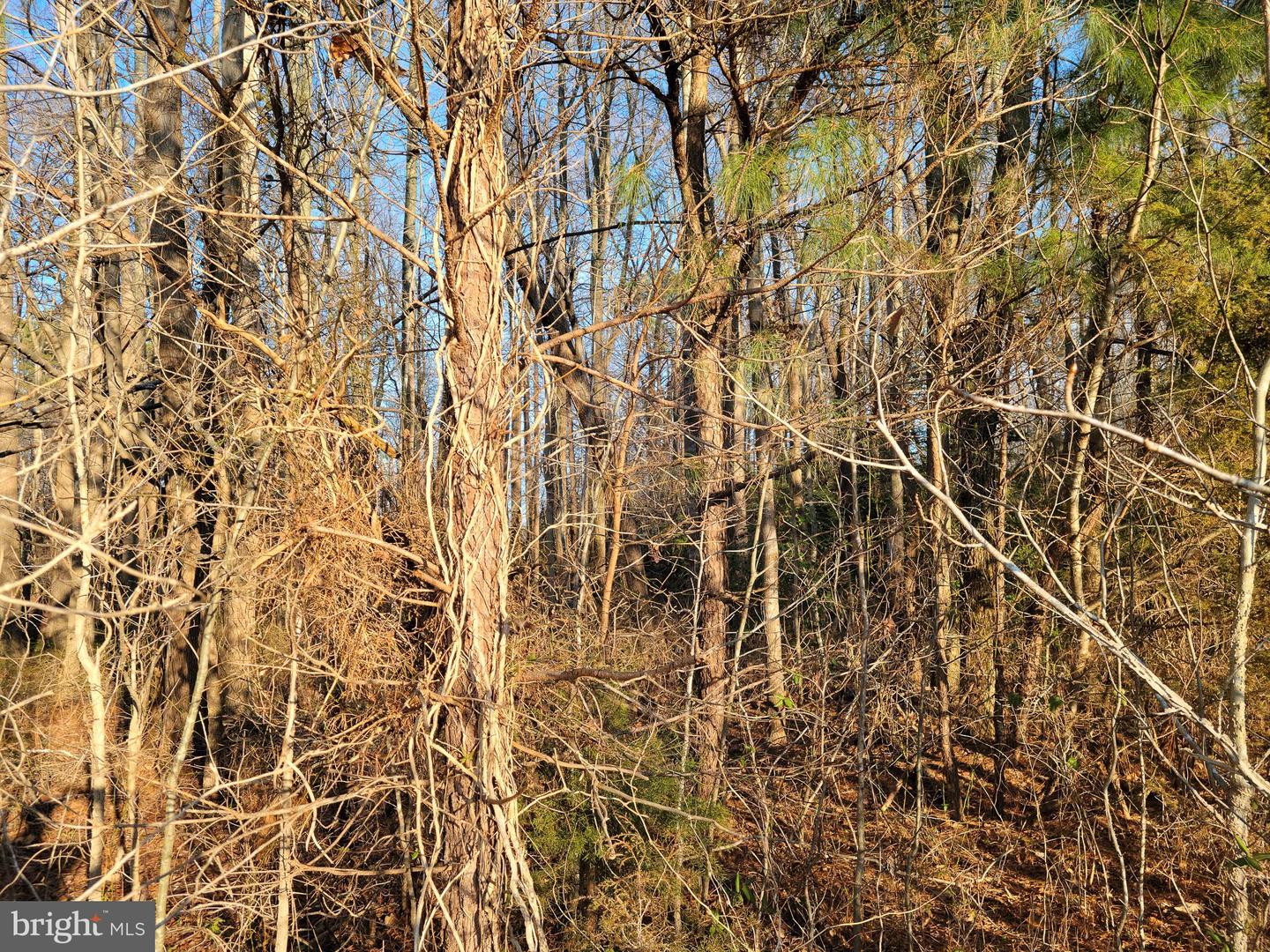 Lot 57 Holly Ct Property Photo 6