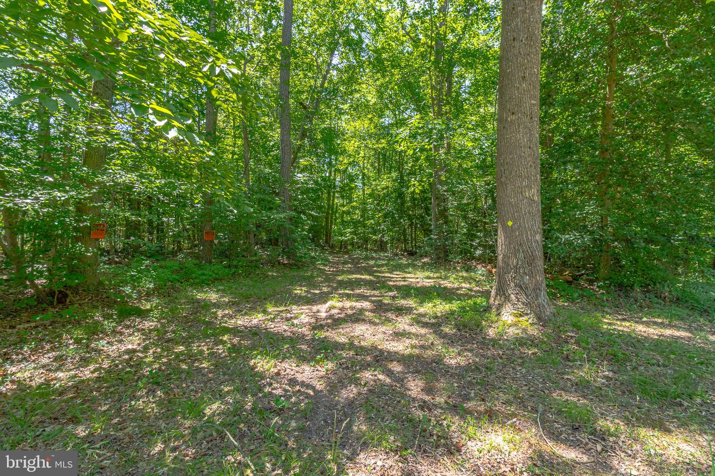 255 Knights Run Rd Property Photo 49