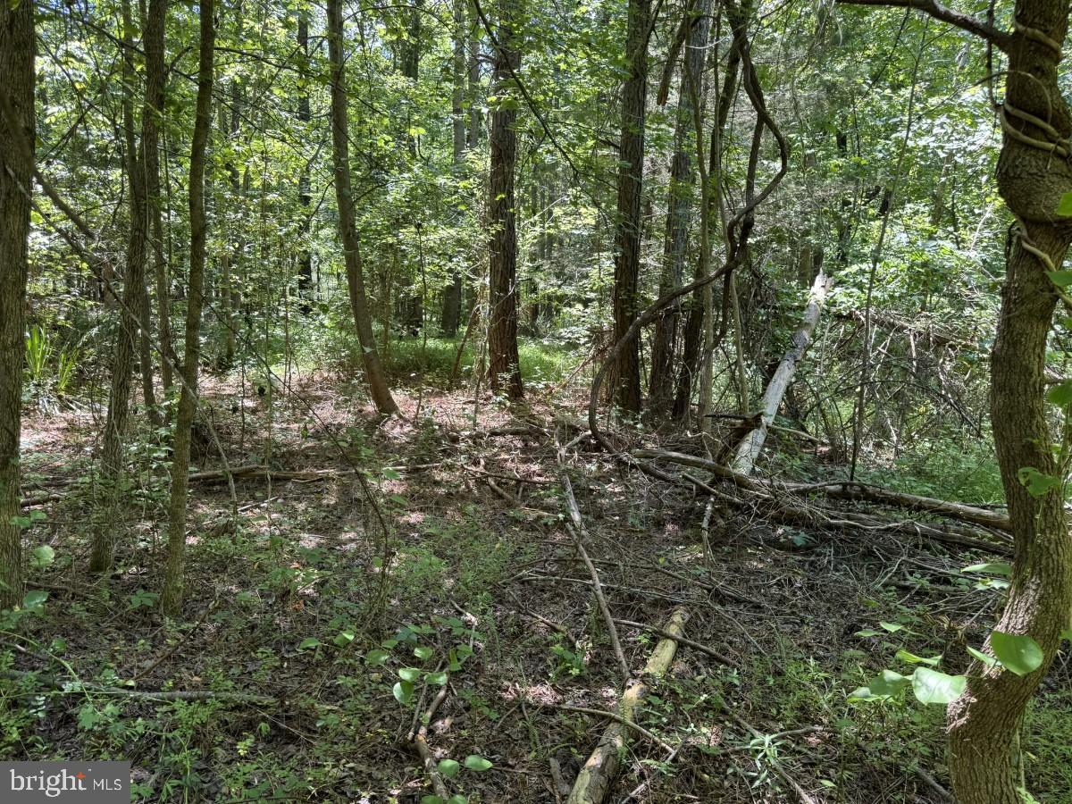 0 Lone Pine Rd Property Photo 15