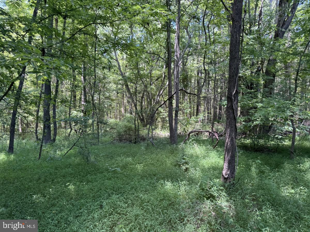 0 Lone Pine Rd Property Photo 16
