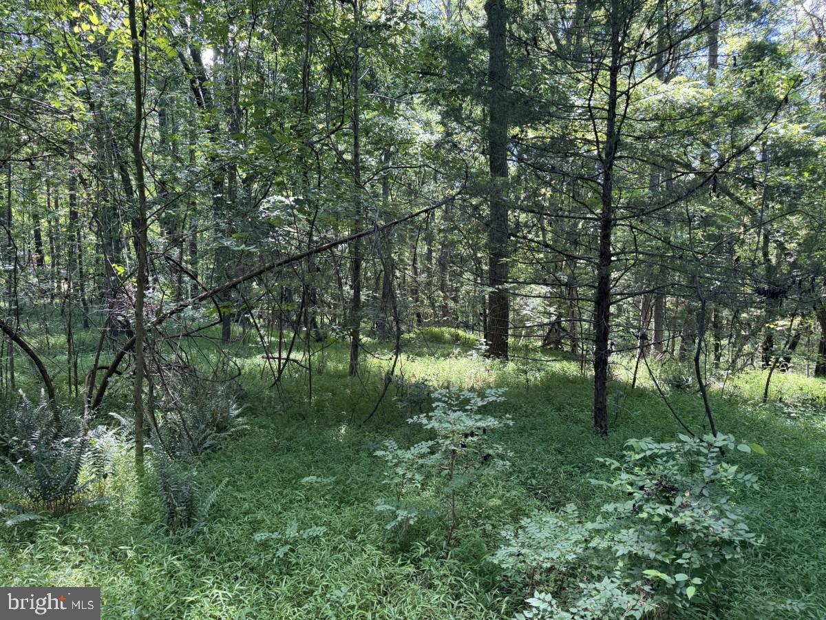 0 Lone Pine Rd Property Photo 17