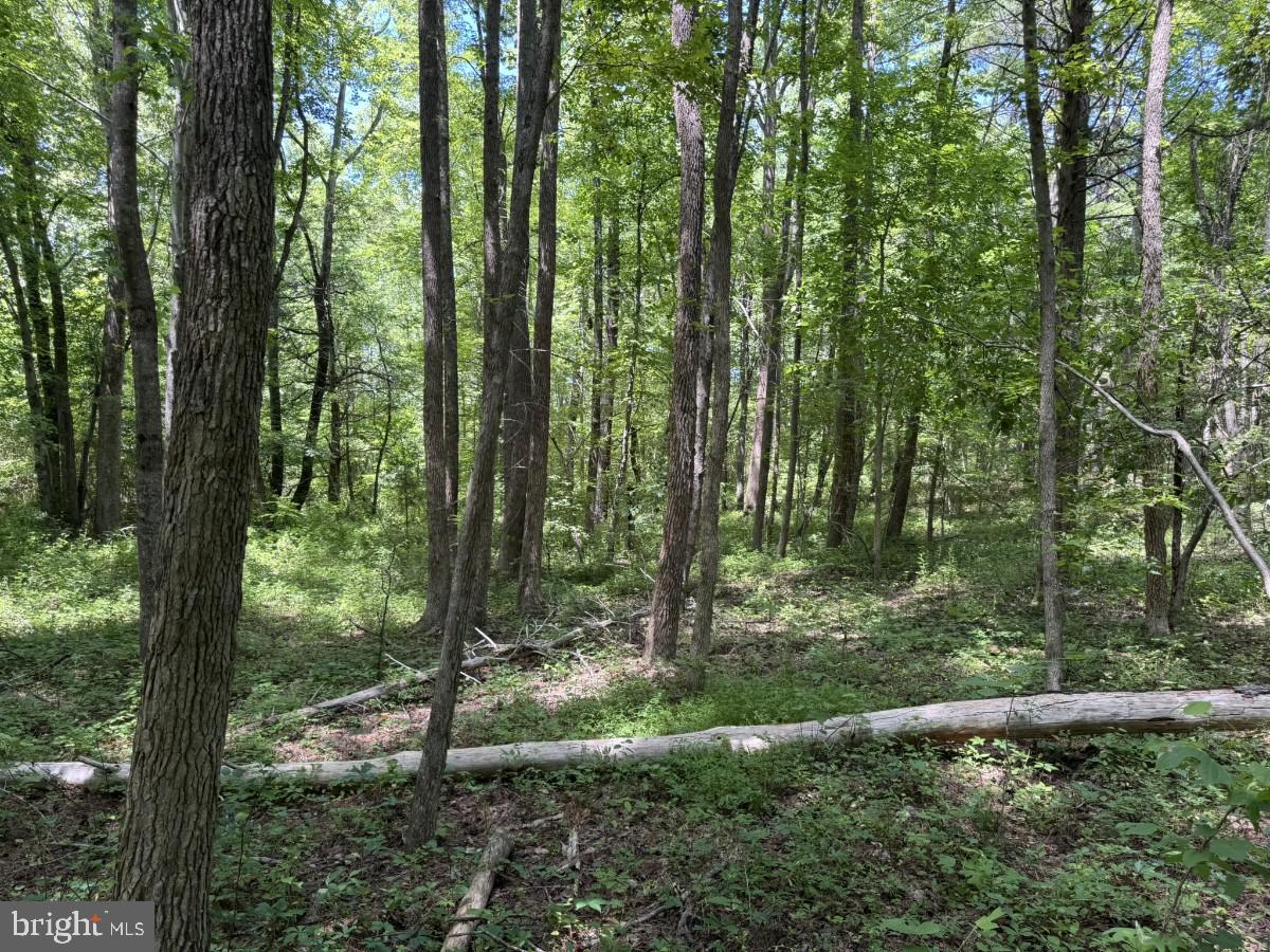 0 Lone Pine Rd Property Photo 18