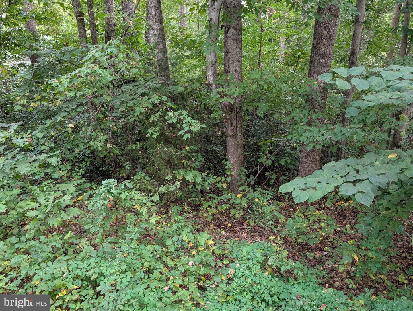 203 Battlefield Rd Property Photo 4