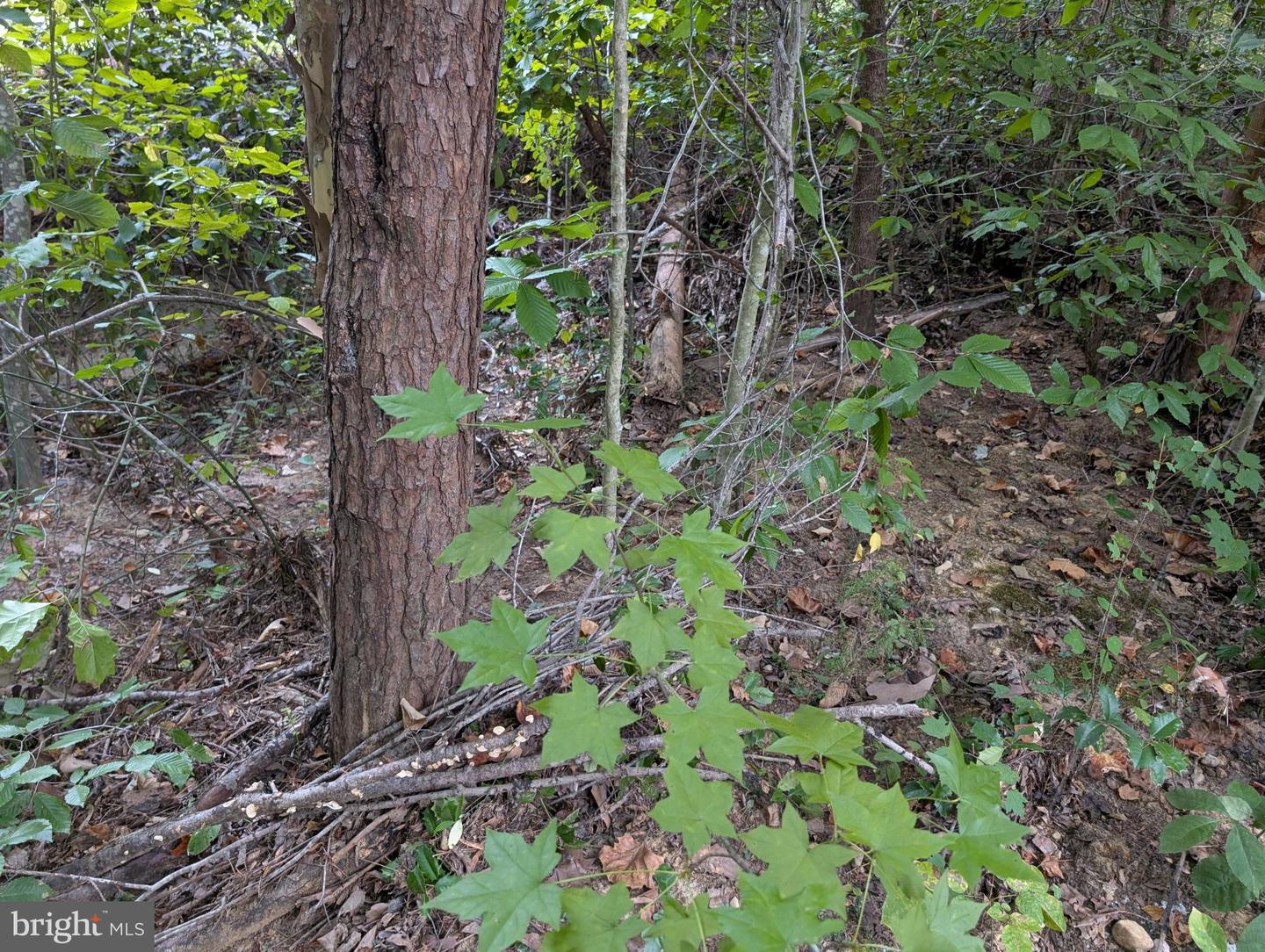 203 Battlefield Rd Property Photo 5