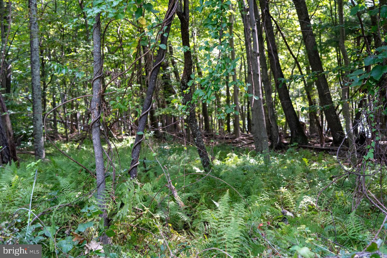 Lot 2 Price Ridge Rd Property Photo 37