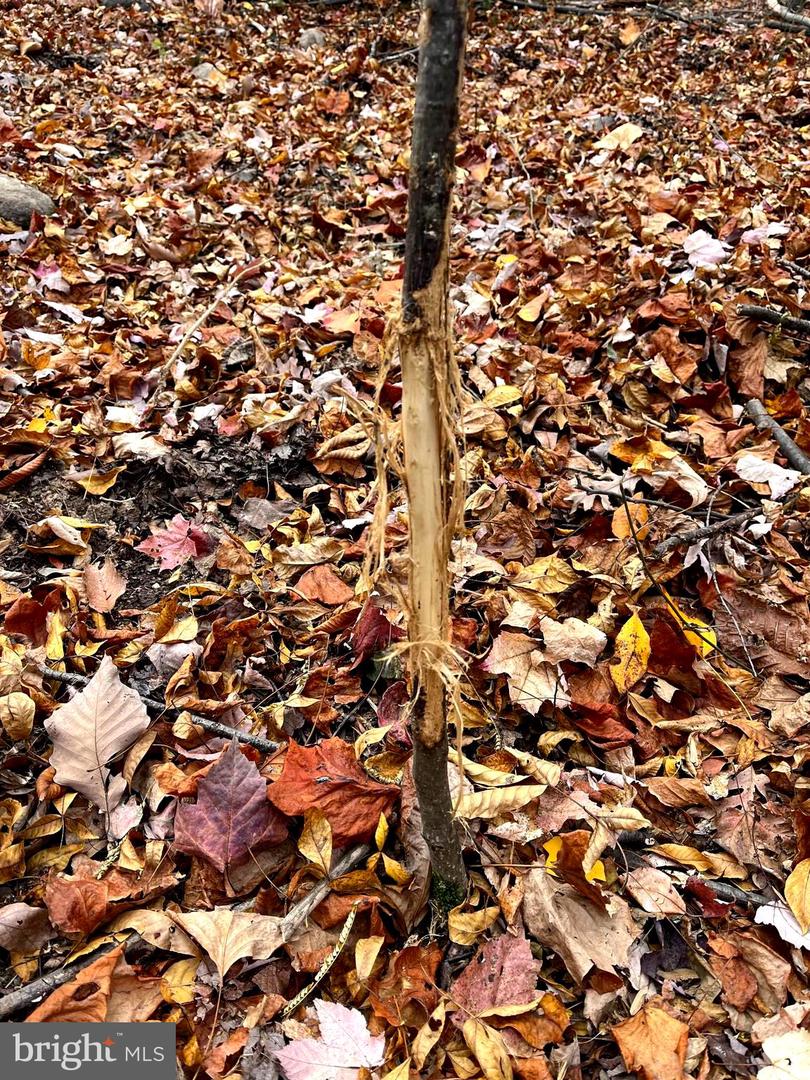 Lot 3 Shuler Ln Property Photo 11