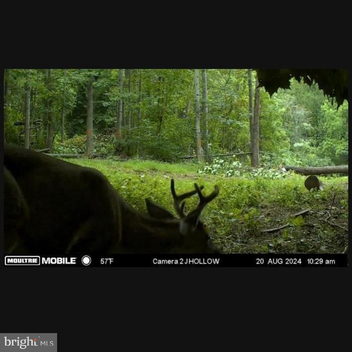 Jordan Hollow Rd Property Photo 24