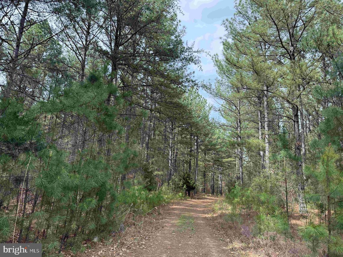 Wyatt Farm Road (tract: C118 Carter-wells) Property Photo 2