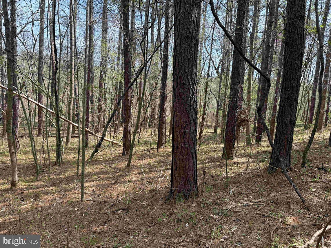 Wyatt Farm Road (tract: C118 Carter-wells) Property Photo 8