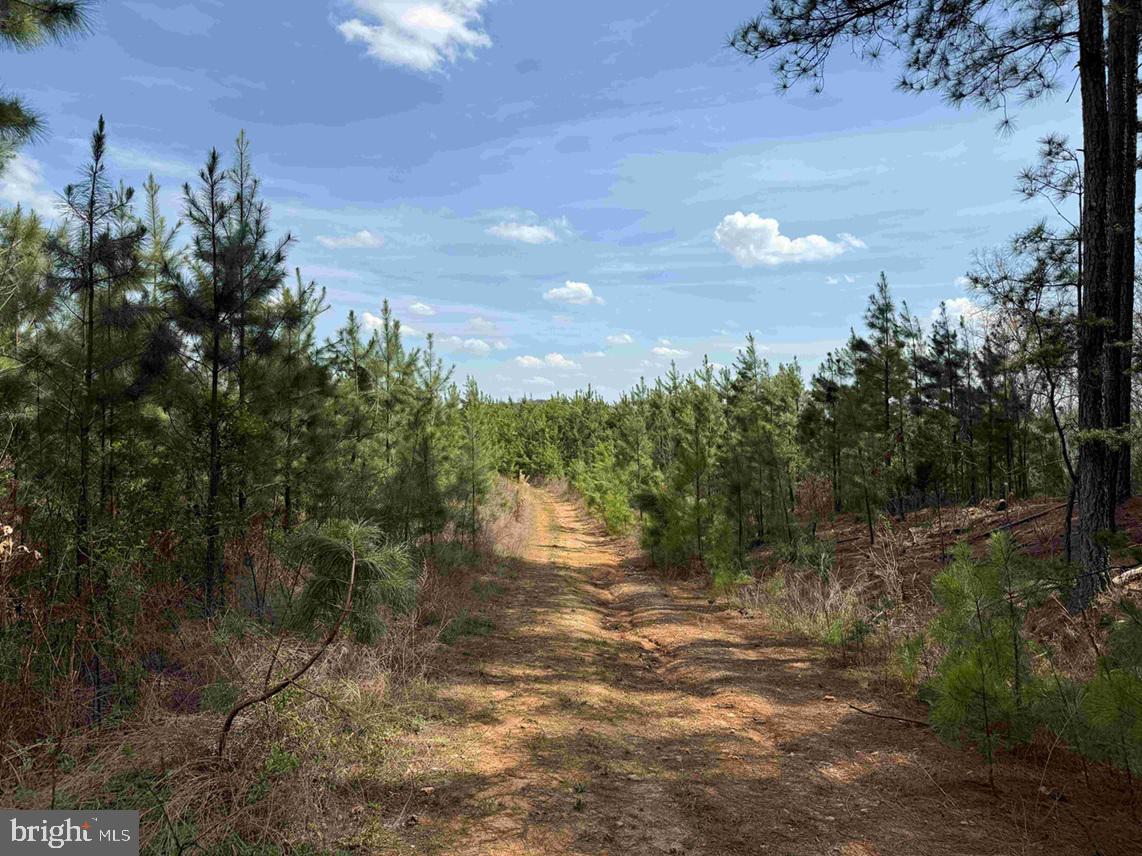 Wyatt Farm Road (tract: C118 Carter-wells) Property Photo 14