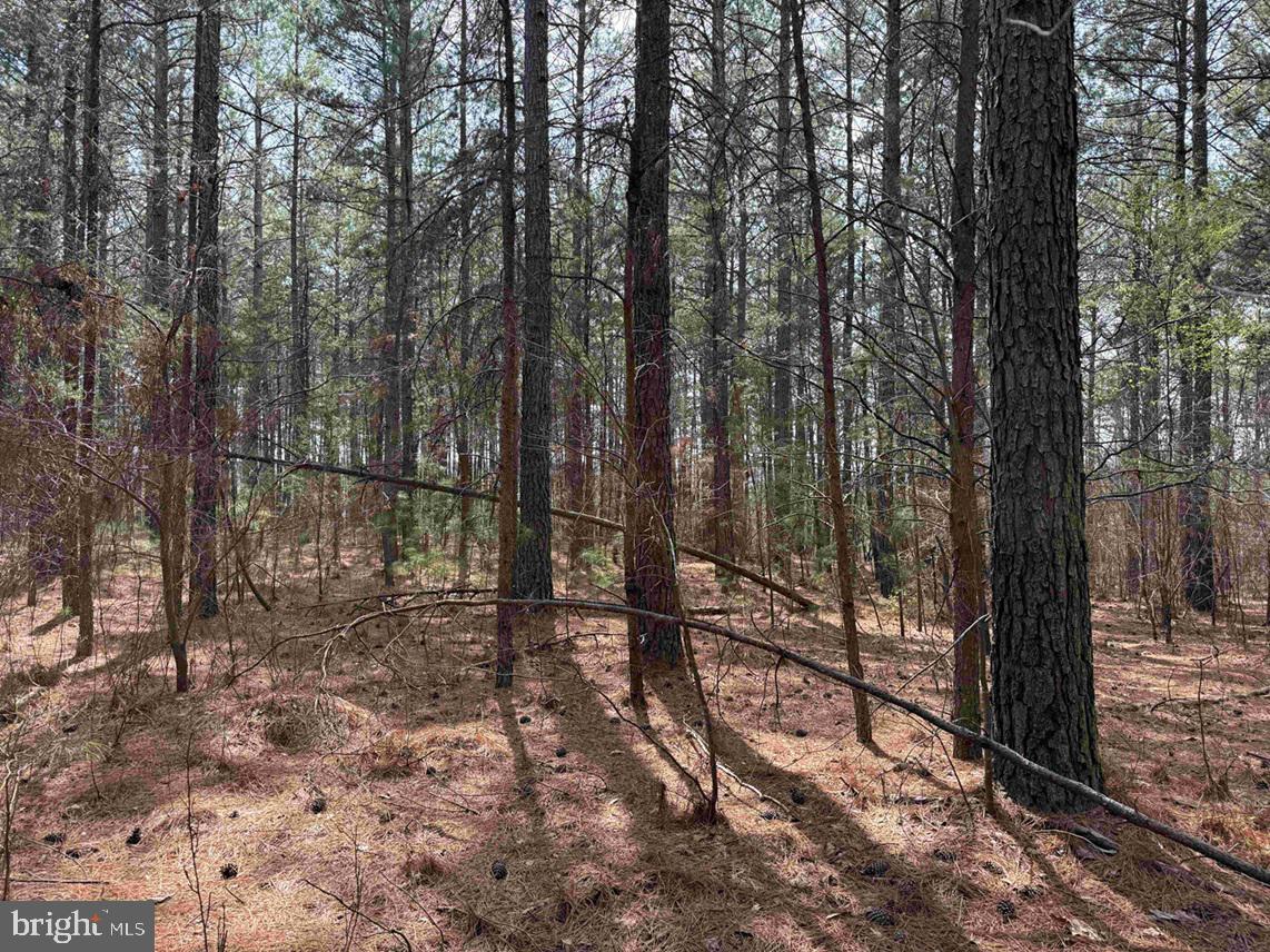 Wyatt Farm Road (tract: C118 Carter-wells) Property Photo 15