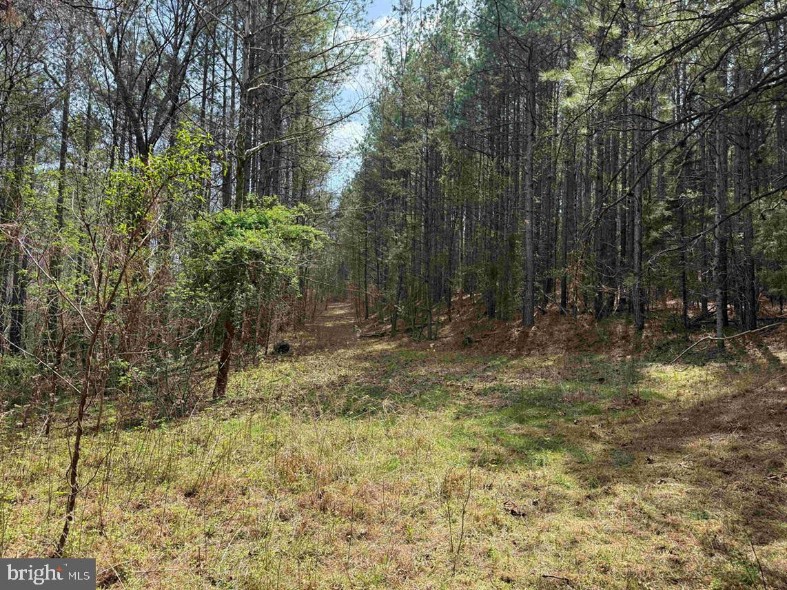 Wyatt Farm Road (tract: C118 Carter-wells) Property Photo 17