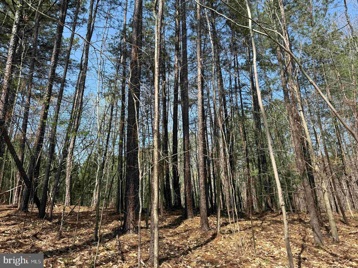Dabney House Road (tract: Pittsylvania Compton-3) Property Photo 10