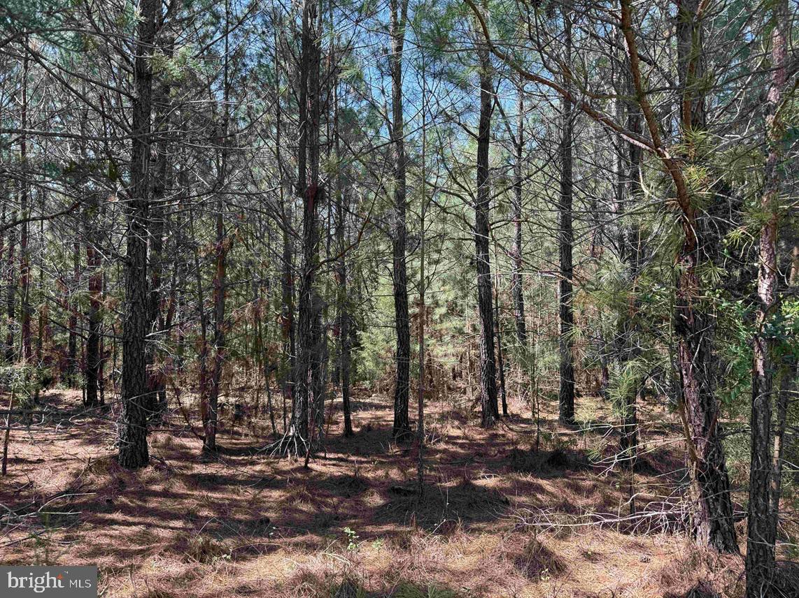 Dabney House Rd. - (tract: Pittsylvania Compton-1) Property Photo 9