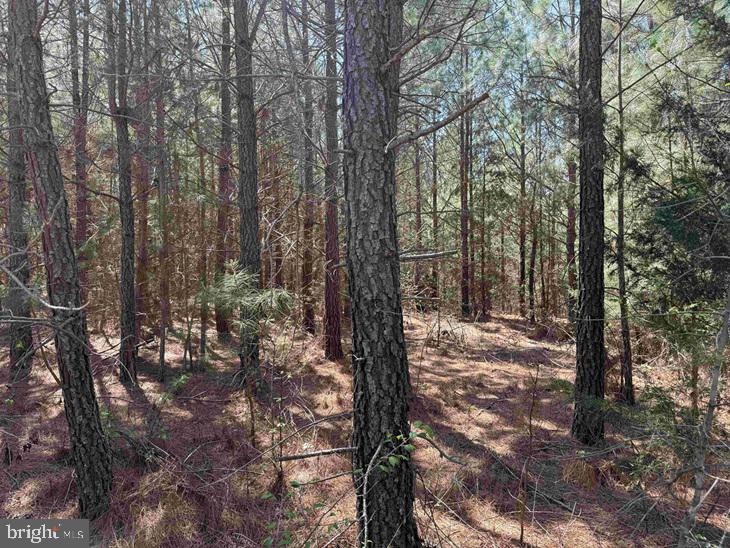 Dabney House Rd. - (tract: Pittsylvania Compton-1) Property Photo 10