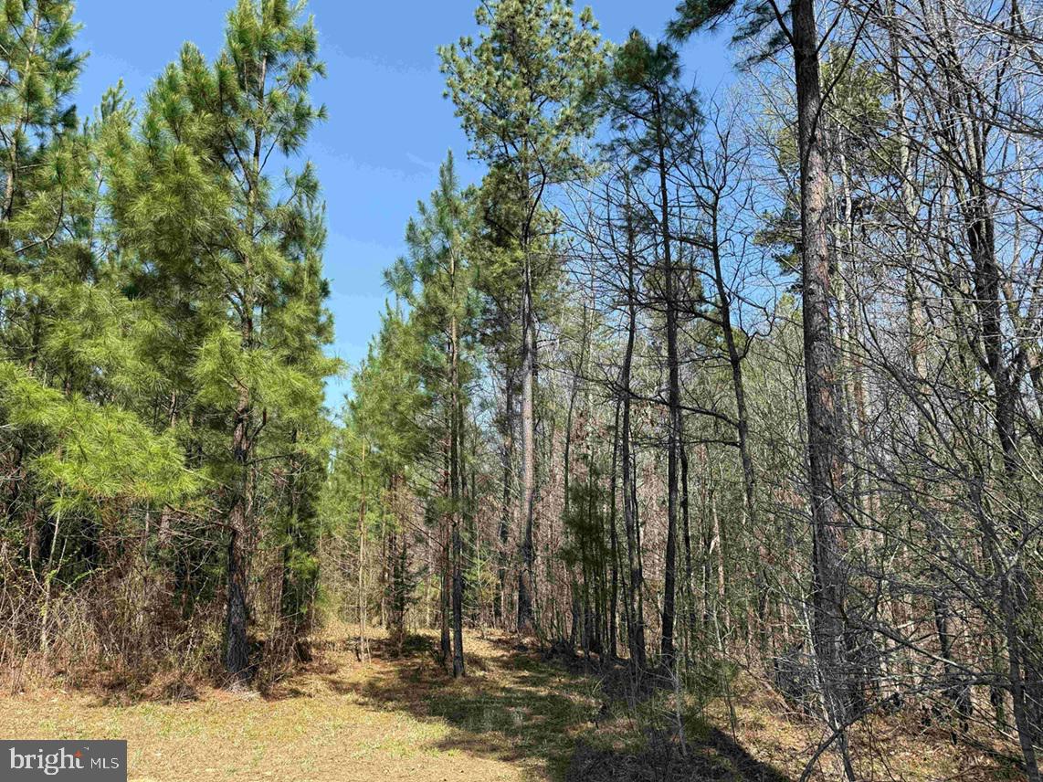 Dabney House Rd.-(tract: Pittsylvania Compton-2) Property Photo 3