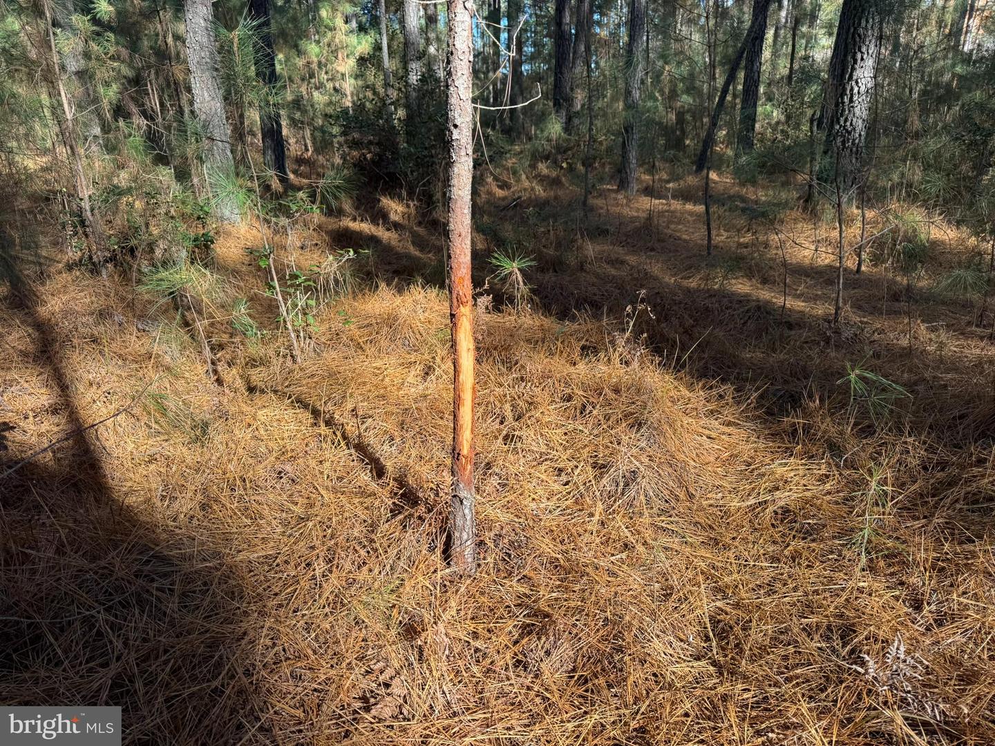 0 Pole Run Rd Property Photo 16