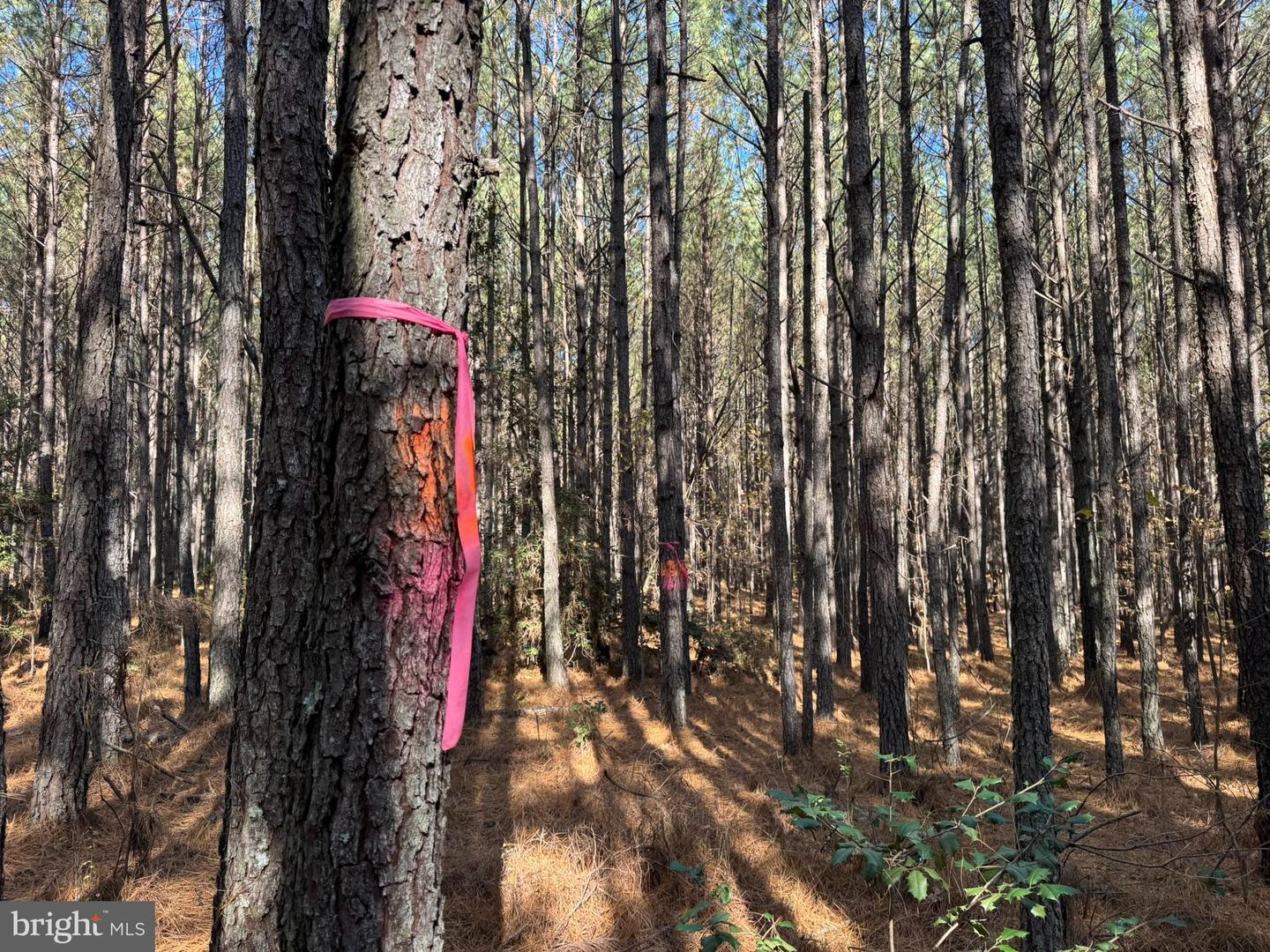 0 Pole Run Rd Property Photo 17