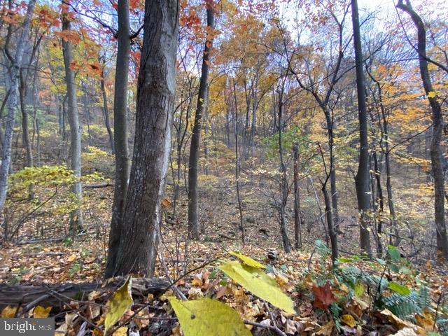 81.5 Acres Hopkins Gap Rd Property Photo 10