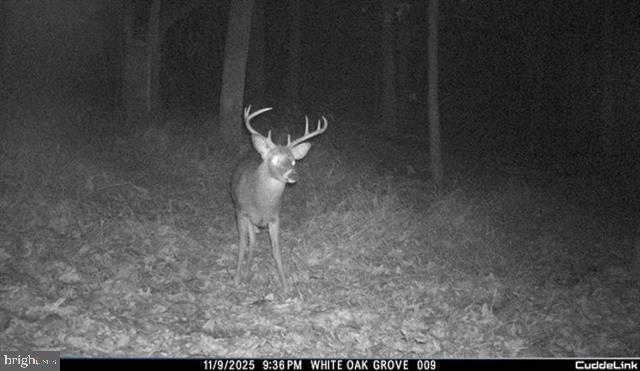 81.5 Acres Hopkins Gap Rd Property Photo 16