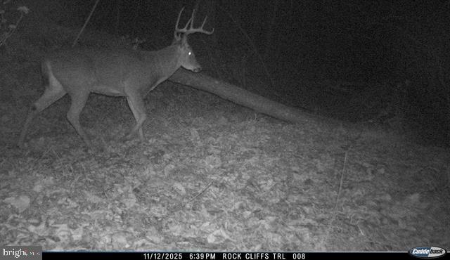 81.5 Acres Hopkins Gap Rd Property Photo 19