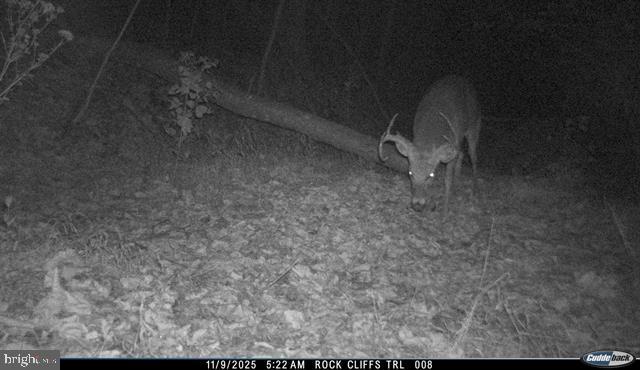 81.5 Acres Hopkins Gap Rd Property Photo 20