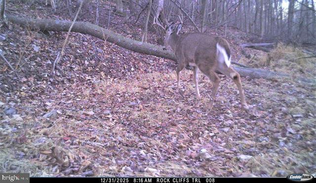 81.5 Acres Hopkins Gap Rd Property Photo 22