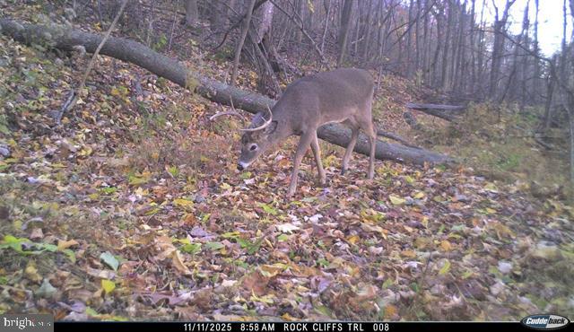 81.5 Acres Hopkins Gap Rd Property Photo 23