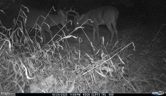 81.5 Acres Hopkins Gap Rd Property Photo 24