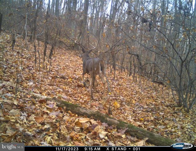 81.5 Acres Hopkins Gap Rd Property Photo 26