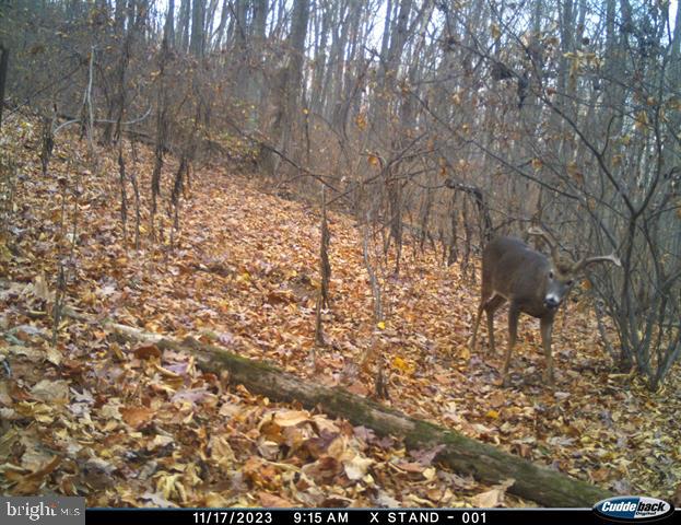 81.5 Acres Hopkins Gap Rd Property Photo 27