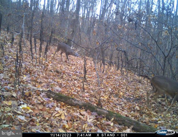 81.5 Acres Hopkins Gap Rd Property Photo 29