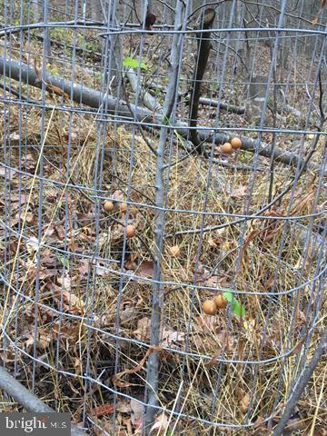 81.5 Acres Hopkins Gap Rd Property Photo 35
