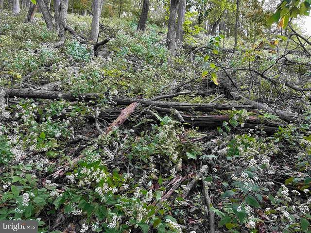 81.5 Acres Hopkins Gap Rd Property Photo 59