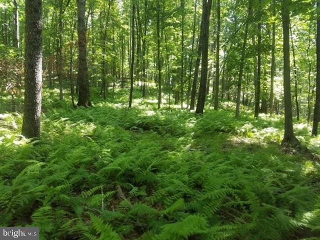 81.5 Acres Hopkins Gap Rd Property Photo 60