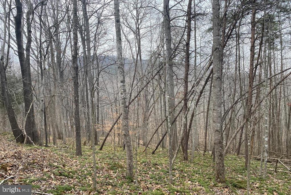 0 Turkey Ridge Road Property Photo 9
