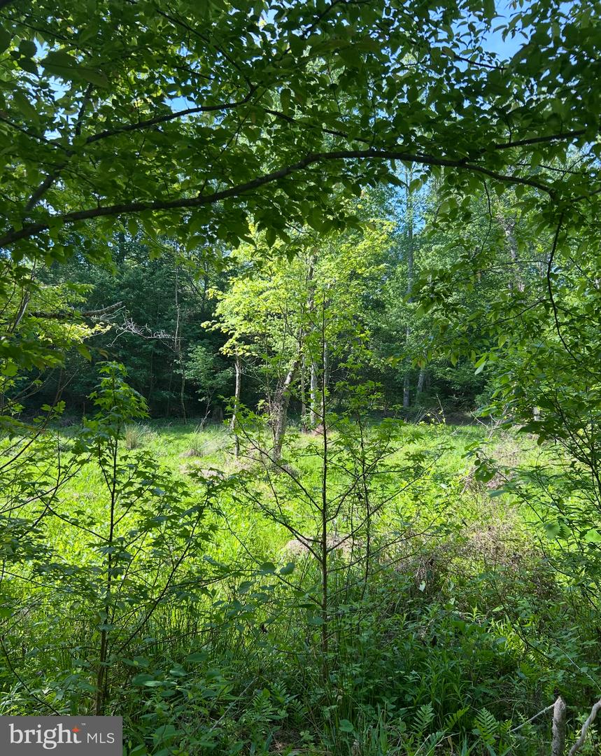 Lot 3 Wallace Street Property Photo 16