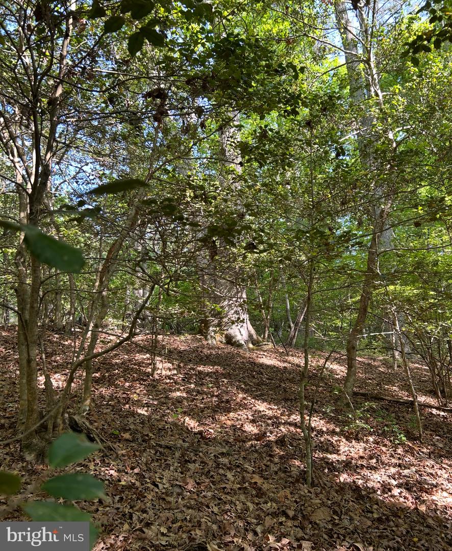 Lot 3 Wallace Street Property Photo 19