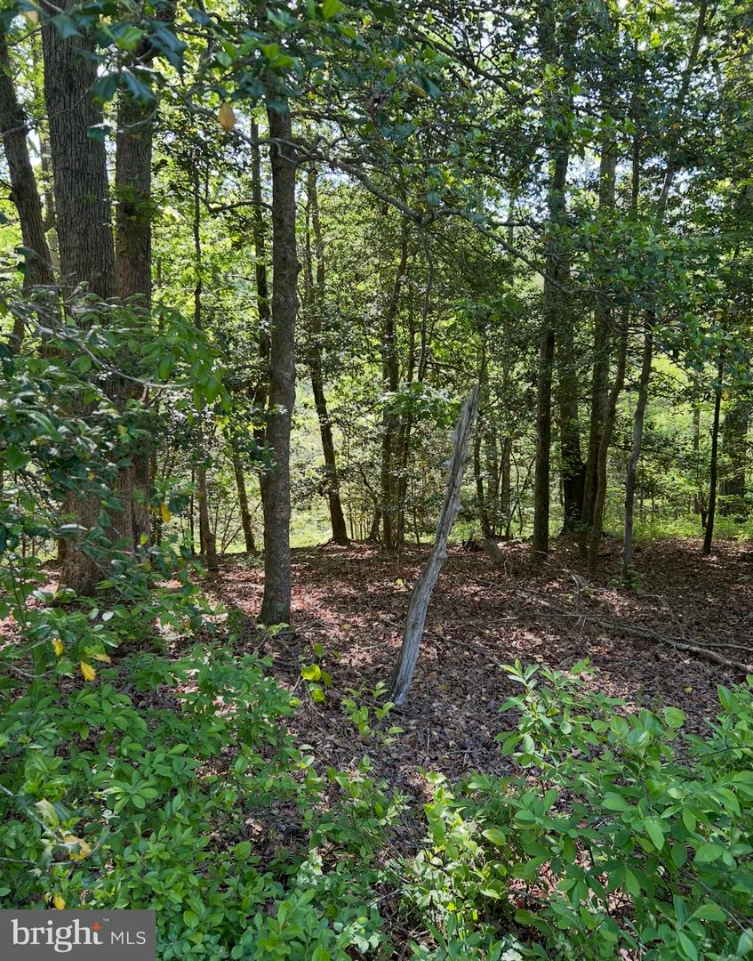 Lot 2 Wallace Street Property Photo 11
