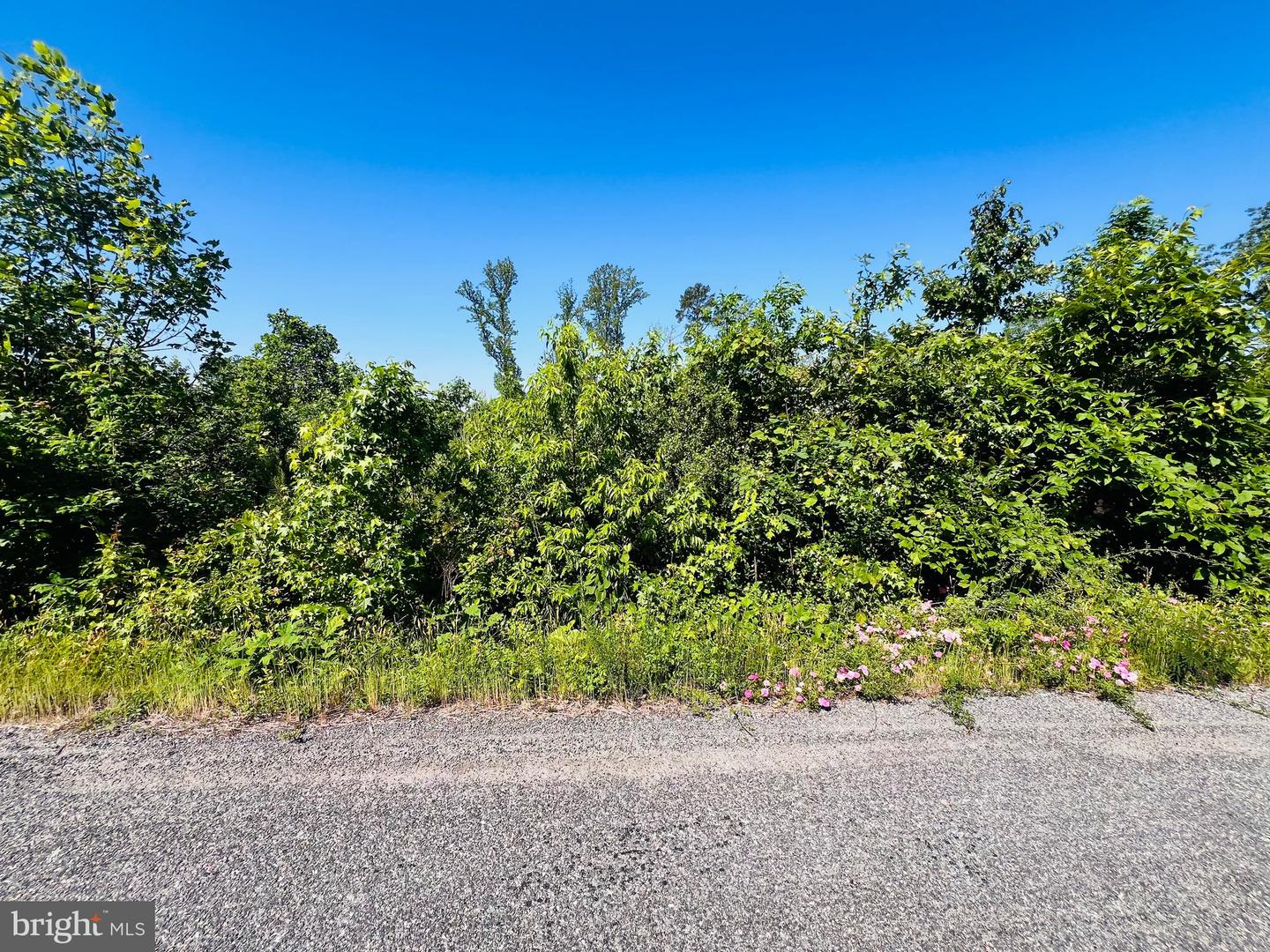 0 Forest Rd Property Photo 3
