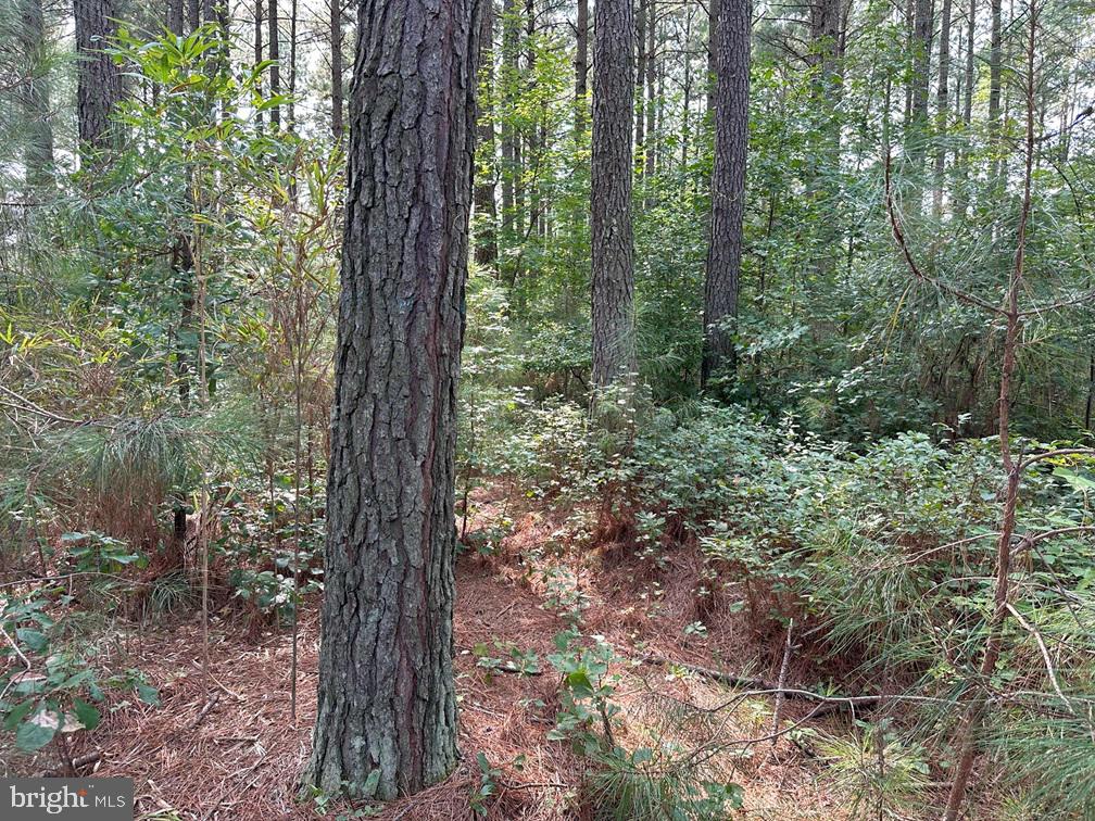 Old Myrtle Road (rt. 608) Property Photo 6