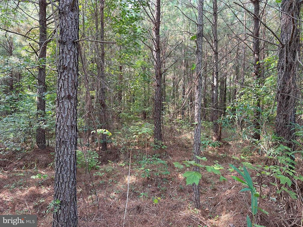 Old Myrtle Road (rt. 608) Property Photo 10